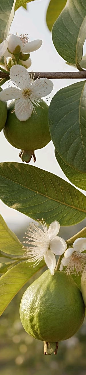 Guava image from the Evergreen Heaven brochure