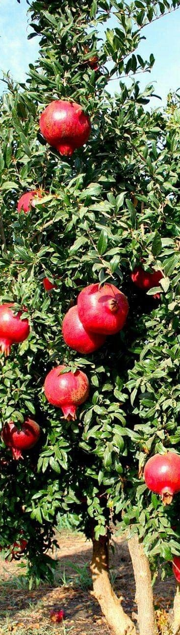 Pomegranate image from the Evergreen Heaven brochure