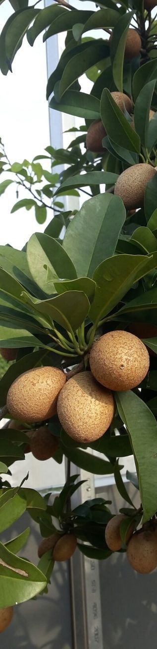 Sapota image from the Evergreen Heaven brochure
