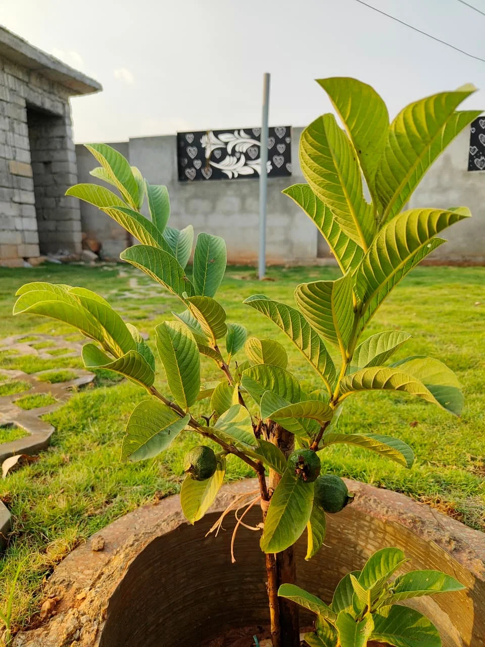 Guava planting at Evergreen Heaven