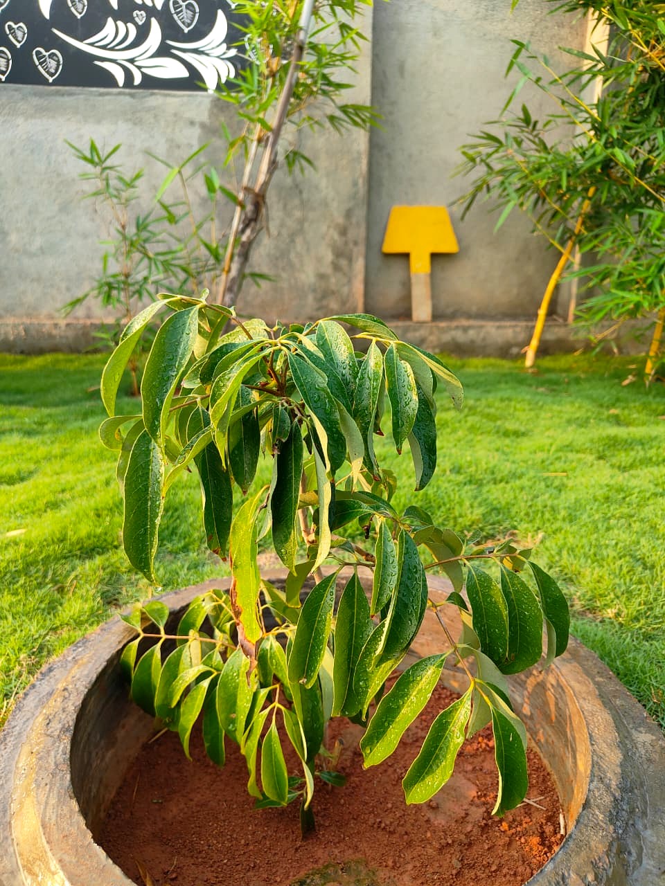 Mango plantation at Evergreen Heaven