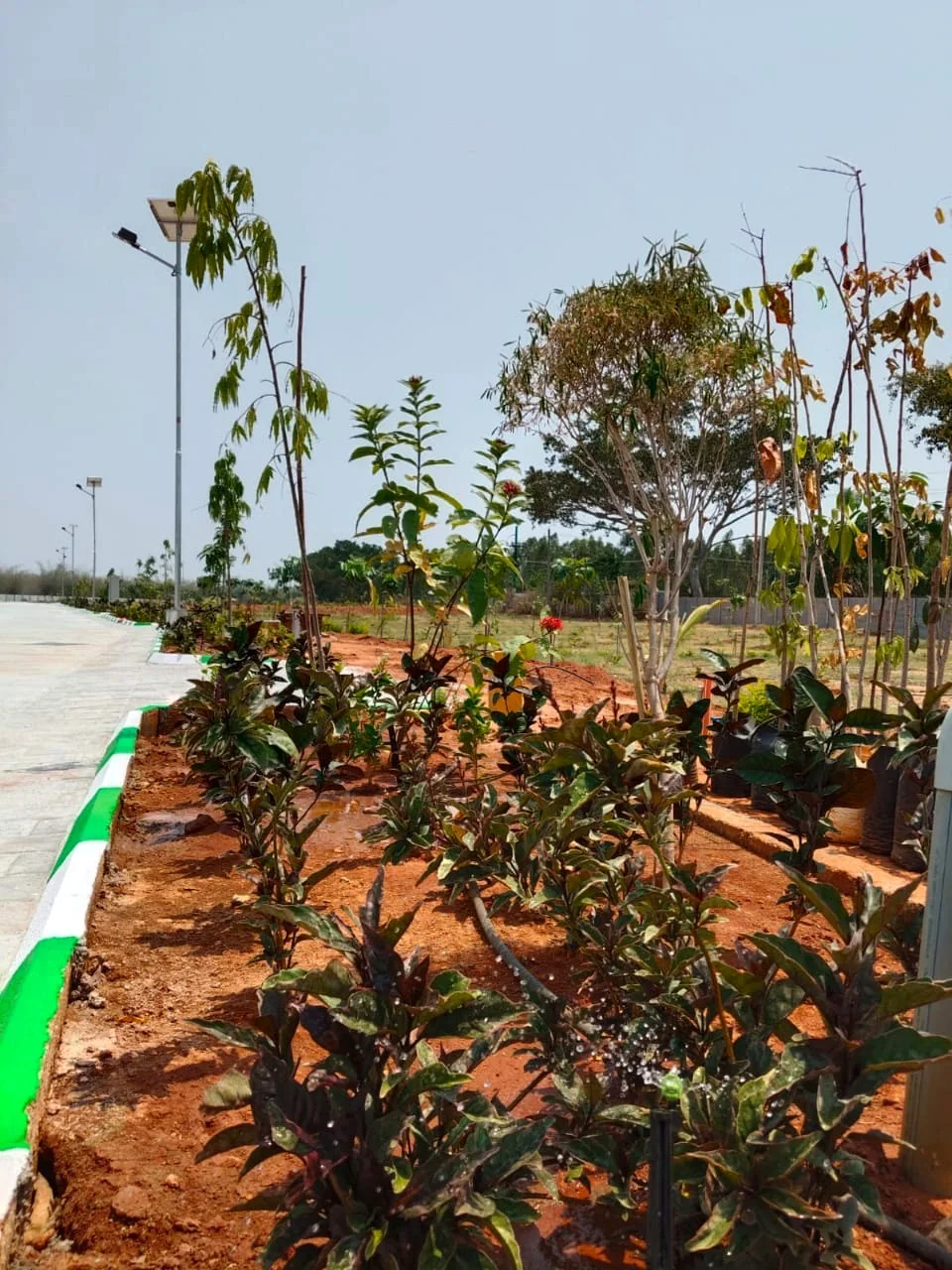 Planting along a road at Evergreen Heaven